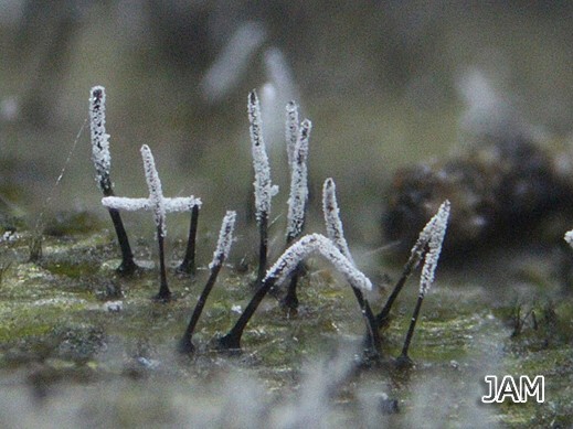 Phaeoisaria clavulata