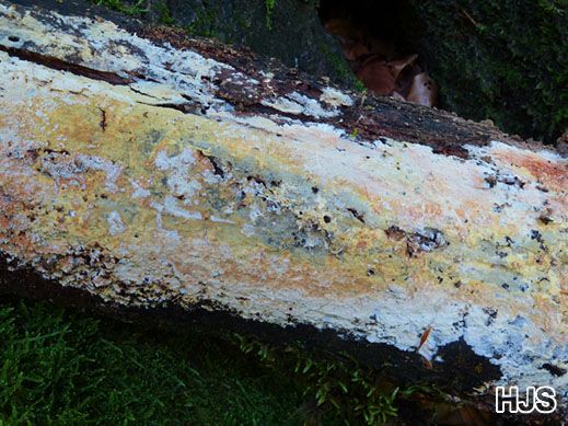 Phanerochaete calotricha - Gelblicher Zystidenrindenpilz