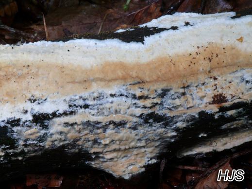 Phanerochaete sordida - Cremefarbener Zystidenrindenpilz