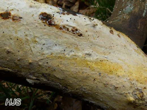Cremefarbener Zystidenrindenpilz (Phanerochaete sordida)