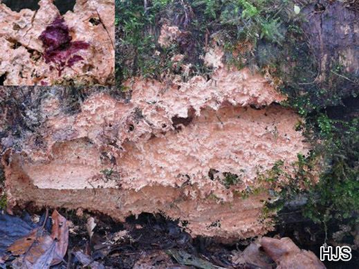 Phanoerochaete filamentosa - Fransiger Zystidenrindenpilz