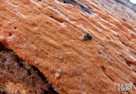 Phlebia rufa - Blassroter Kammpilz