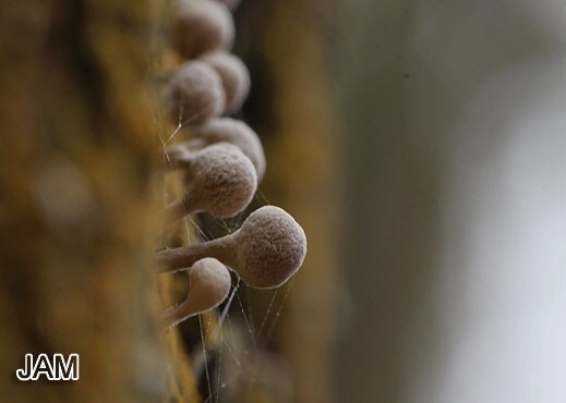 Phleogena faginea - Buchenhütchenträger