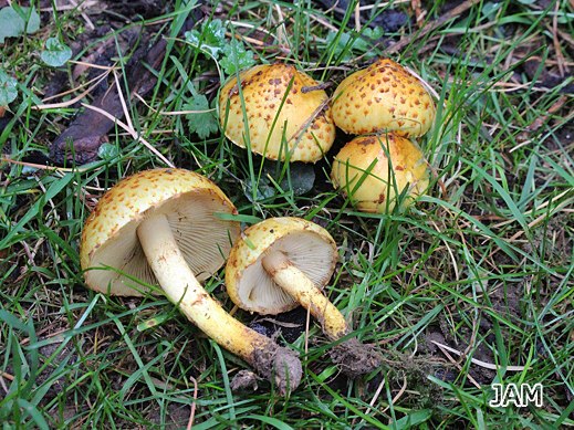 Pholiota jahnii - Pinsel-Schüppling