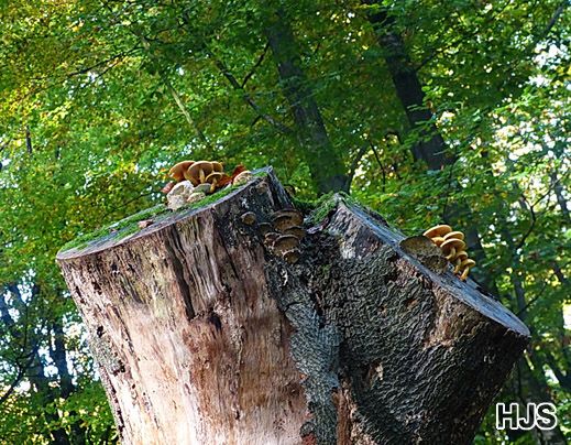 Pholiota limonella Hochthronender Schüppling