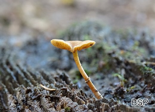Pholiotina rugosa - Runzeliger Glockenschüppling