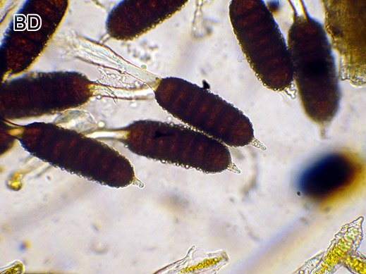 Phragmidium mucronatum - Rostpilz auf Rose