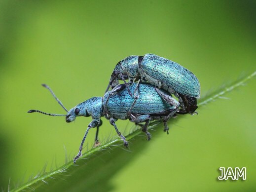 Phyllobius_pomaceus - Nessel-Blattrüssler