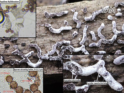 Physarum bitectum