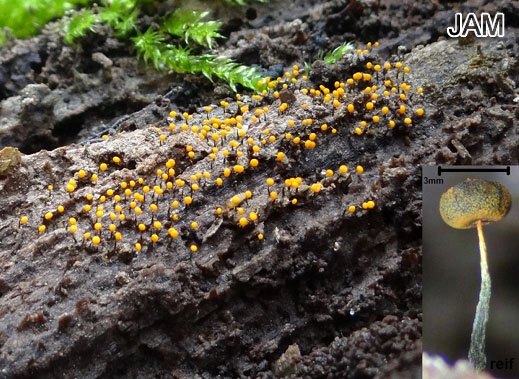 Physarum viride
