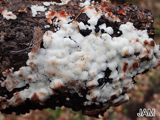 Physisporinus sanguinolentus - Rotfleckender Porling