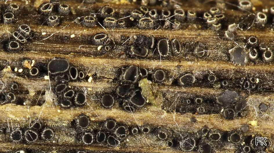 Pirottaea senecionis