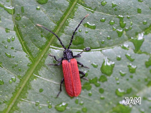 Platycis minutus - Kleiner Rotdeckenkäfer