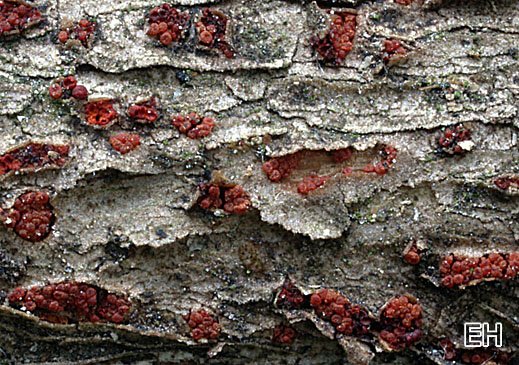 Pleonectria sinopica - Efeu-Pustelpilz Pleonectria sinopica - Efeu-Pustelpilz