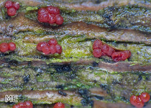 Pleonectria sinopica - Efeu-Pustelpilz Pleonectria sinopica - Efeu-Pustelpilz