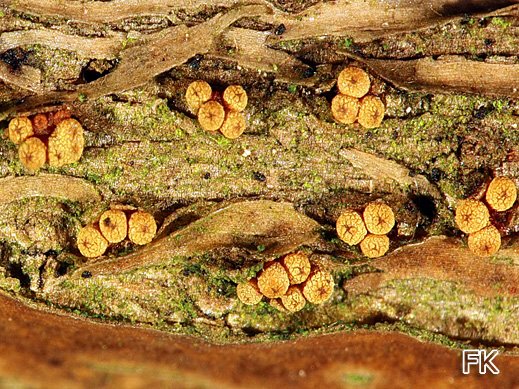 Pleonectria sinopica - Efeu-Pustelpilz Pleonectria sinopica - Efeu-Pustelpilz