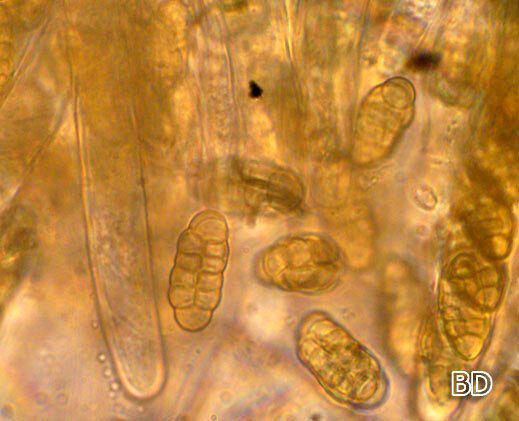 Pleospora phaeocomoides