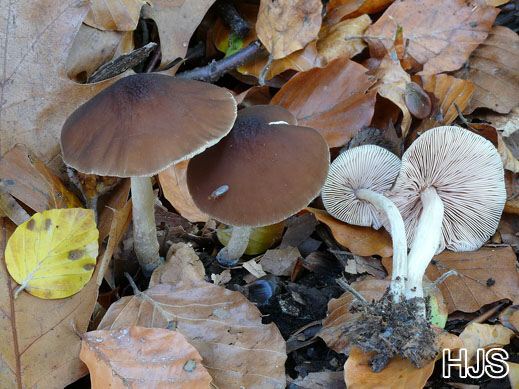 Pluteus phlebophorus - Runzeliger Dachpilz