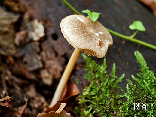 Pluteus plautus - Geriefter Dachpilz