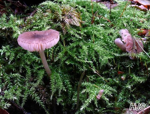 Pluteus podospileus - Flockenstieliger Dachpilz