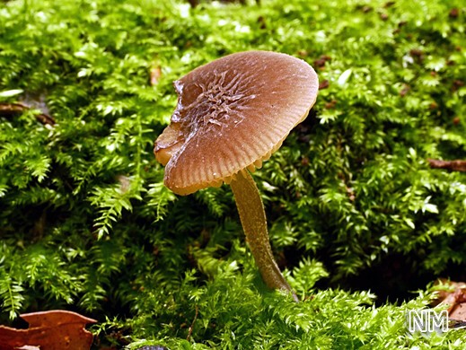 Pluteus thomsonii - Graustieliger Aderndachpilz