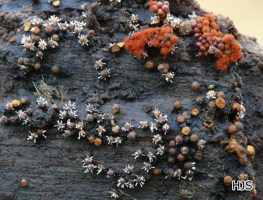 Polycephalomyces tomentosum