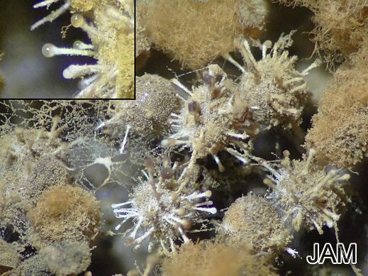 Polycephalomyces tomentosum