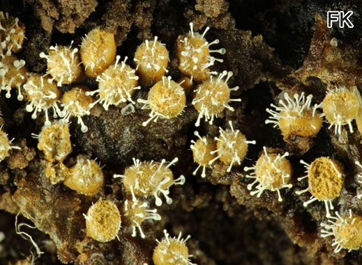 Polycephalomyces tomentosum