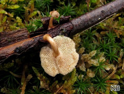 Polyporus arcularius - Weitlöcheriger Porling