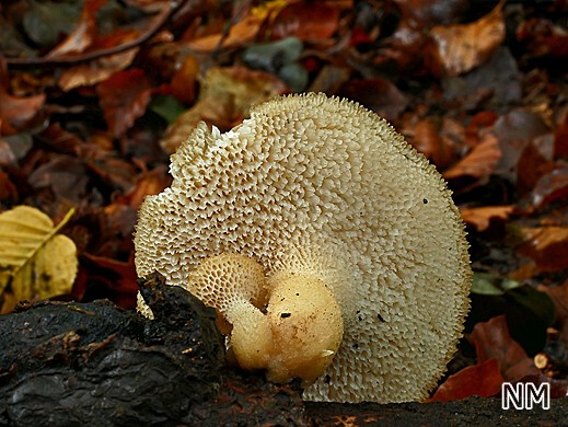 Polyporus tuberaster- Sklerotien-Porling