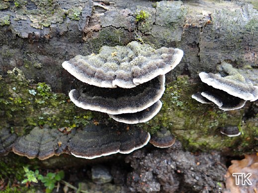 Porostereum spadiceum - Rußbrauner Buckelchenschichtpilz