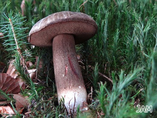 Porphyrröhrling (Porphyrellus porphyrosporus)