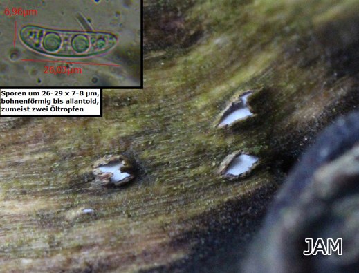 Propolis farinosa - Grauweißes Holzscheibchen