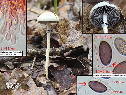 Protostropharia dorsipora - Schiefporiger Träuschling