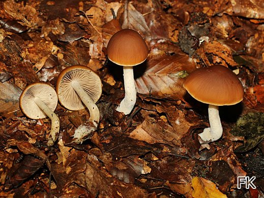 Psathyrella fagetophila - Großer Buchenlaub-Mürbling