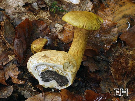 Pseudoboletus parasiticus