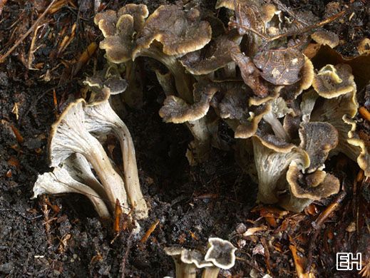 Pseudocraterellus undulatus - Krauser Leistling