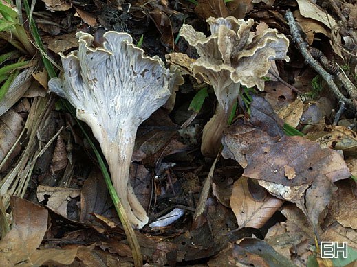 Pseudocraterellus undulatus - Krauser Leistling
