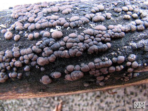 Pseudospiropes simplex