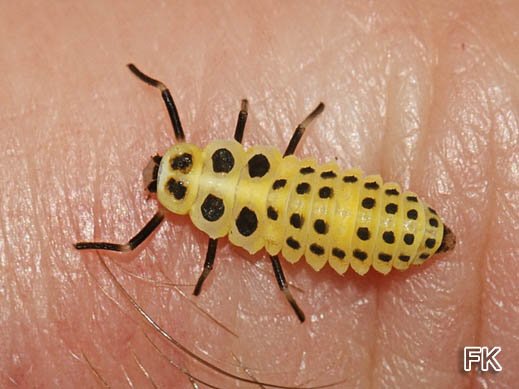 Larve des Zweiundzwanzigpunktmarienkäfers (Psyllobora vigintiduopunctata