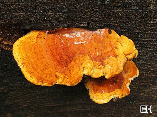 ycnoporellus fulgens