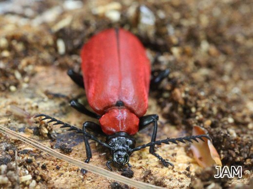 Pyrochroa coccinea