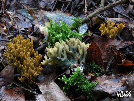 Ramaria abietina - Grünfleckende Fichtenkoralle