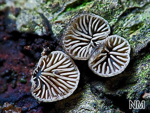 Resupinatus applicatus - Hellbrauner Zwergseitling