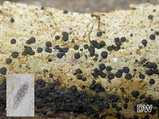 Rhizodiscina lignyota - Schwarzes Holzscheibchen