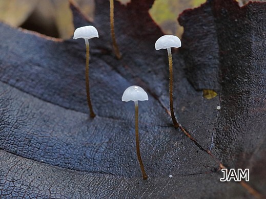 Rhizomarasmius setosus - Niederliegender Schwindling