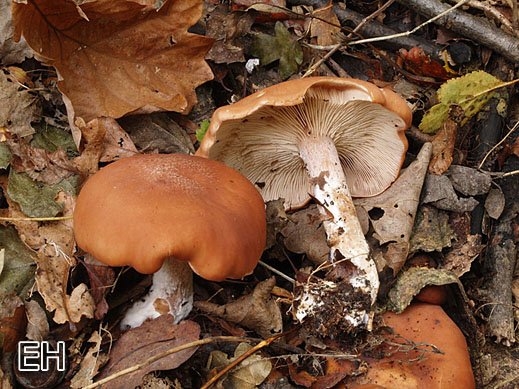 Rhodocybe gemina - Würziger Tellerling