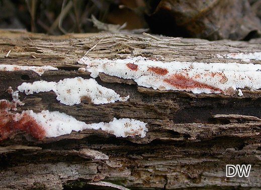 Rigidoporus sanguinolentus - Rotfleckender Höckersporenschwamm