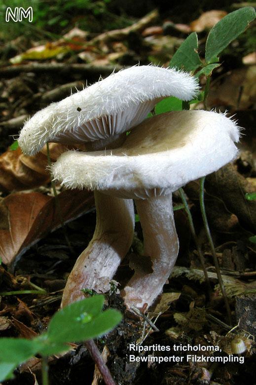 Ripartites tricholoma - Bewimperter Filzkrempling