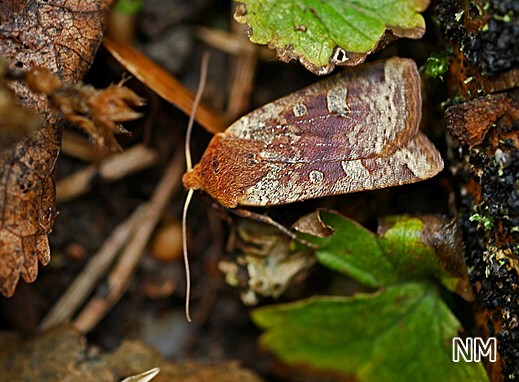 Conistra erythrocephala - Rotkopf-Wintereule